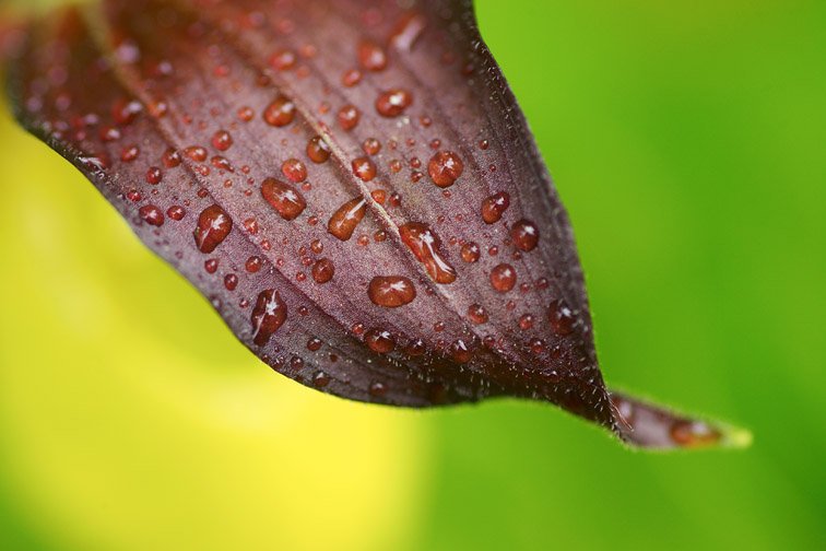 Lady's slipper orchid (Cypripedium calceolus) - close-up abstract of raindrops on leaf. Norway, June